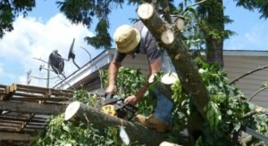 Tree Service Ohio