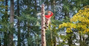 Tree Service